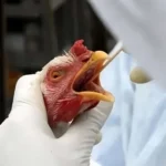 Ministério da Agricultura confirma novo foco de gripe aviária em aves domésticas no Mato Grosso