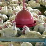 Brasil se declara livre da gripe aviária e busca retomada das exportações