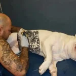 Tatuagens e piercings em cães e gatos passam a ser crime no Brasil