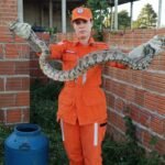 Cobra de cerca de um metro e meio é capturada por bombeiros de Senhor do Bonfim 