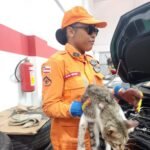 Gato é encontrado vivo dentro do motor de carro e resgatado por bombeiros em Feira de Santana 