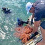 Estratégia Bahia 4.0 alia turismo e sustentabilidade com ações de combate a corais invasores na Baía de Todos-os-Santos