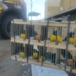 Operação da Polícia Federal combate tráfico internacional de animais em hotel de Salvador