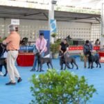 Lauro de Freitas recebe exposição canina internacional com entrada gratuita neste sábado