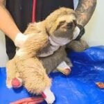 Neoenergia deverá apresentar plano para proteger animais de choques elétricos em Praia do Forte