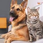 Castração gratuita em Salvador: Prefeitura abre vagas para cães e gatos em três bairros