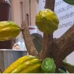 Do Grão à Cascata: A Experiência Interativa da CEPLAC no Chocolat Salvador 2026