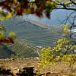Grand Cru celebra a história e a tradição dos vinhos ibéricos na nova campanha El Mundo Ibérico 