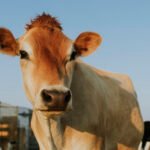Tecnologia de biometria bovina chega ao Brasil com foco em rastreabilidade e segurança no campo