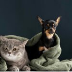 Copa do Mundo e São João: veja os cuidados com os pets durante os fogos