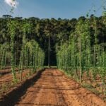 Grupo Petrópolis conquista ouro e bronze na Copa Brasileira de Lúpulo 2026
