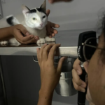Faculdade promove mutirão gratuito de saúde ocular para pets em Salvador