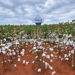 Polato Sementes apresenta cultivares exclusivas no Congresso Brasileiro do Algodão